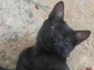 Gato raça SRD-ViraLata idade 2 a 6 meses nome Não tem nome 