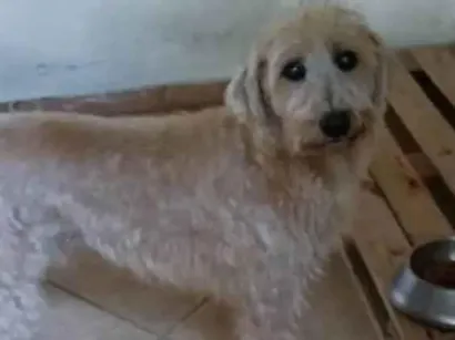 Cachorro raça SRD-ViraLata idade 6 ou mais anos nome Juninho 