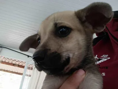 Cachorro raça SRD-ViraLata idade 2 a 6 meses nome Sem nome ainda