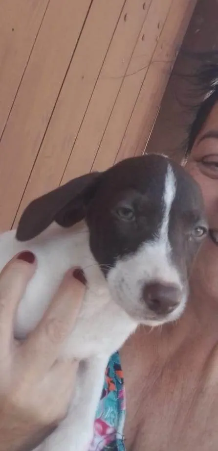 Cachorro ra a SRD-ViraLata idade 2 a 6 meses nome BIBI