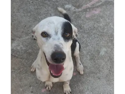 Cachorro raça SRD-ViraLata idade 1 ano nome Juliano