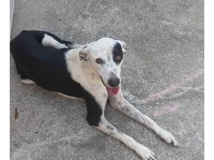 Cachorro ra a SRD-ViraLata idade 1 ano nome Juliano