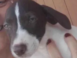 Cachorro raça SRD-ViraLata idade 2 a 6 meses nome BIBI