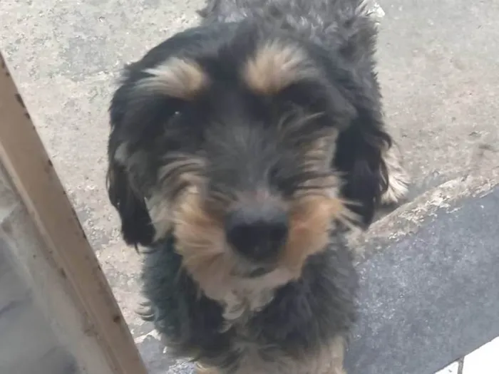 Cachorro ra a SRD-ViraLata idade 4 anos nome Mel