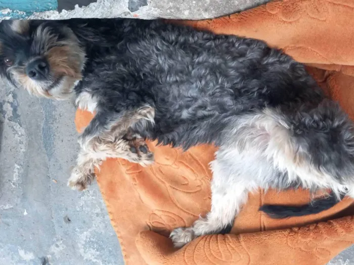 Cachorro ra a SRD-ViraLata idade 4 anos nome Mel