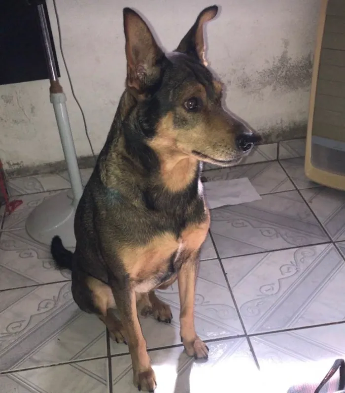 Cachorro ra a SRD-ViraLata idade 6 ou mais anos nome Tico e Milu