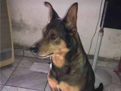 Cachorro raça SRD-ViraLata idade 6 ou mais anos nome Tico e Milu