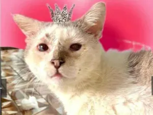 Gato raça SRD-ViraLata idade 6 ou mais anos nome Branco