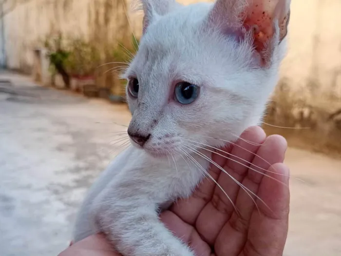 Gato ra a SRD-ViraLata idade 2 a 6 meses nome Soneca