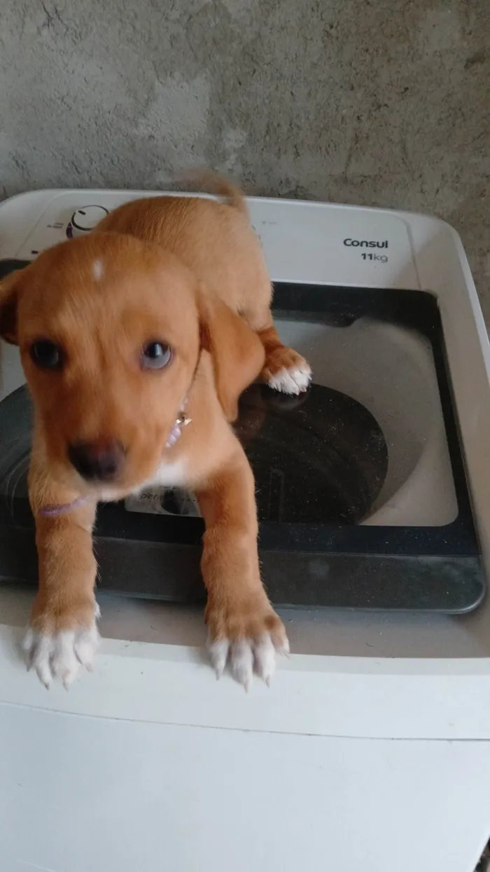 Cachorro ra a Basset-Cofap idade 2 a 6 meses nome Amora