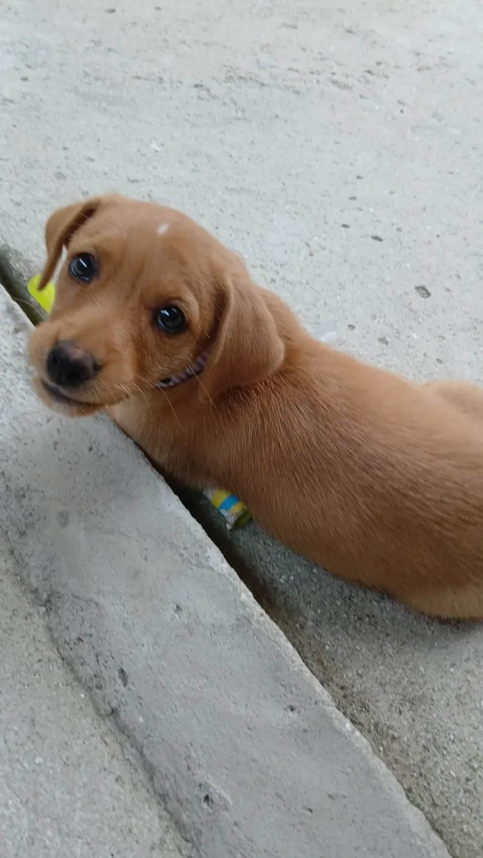 Cachorro ra a Basset-Cofap idade 2 a 6 meses nome Amora