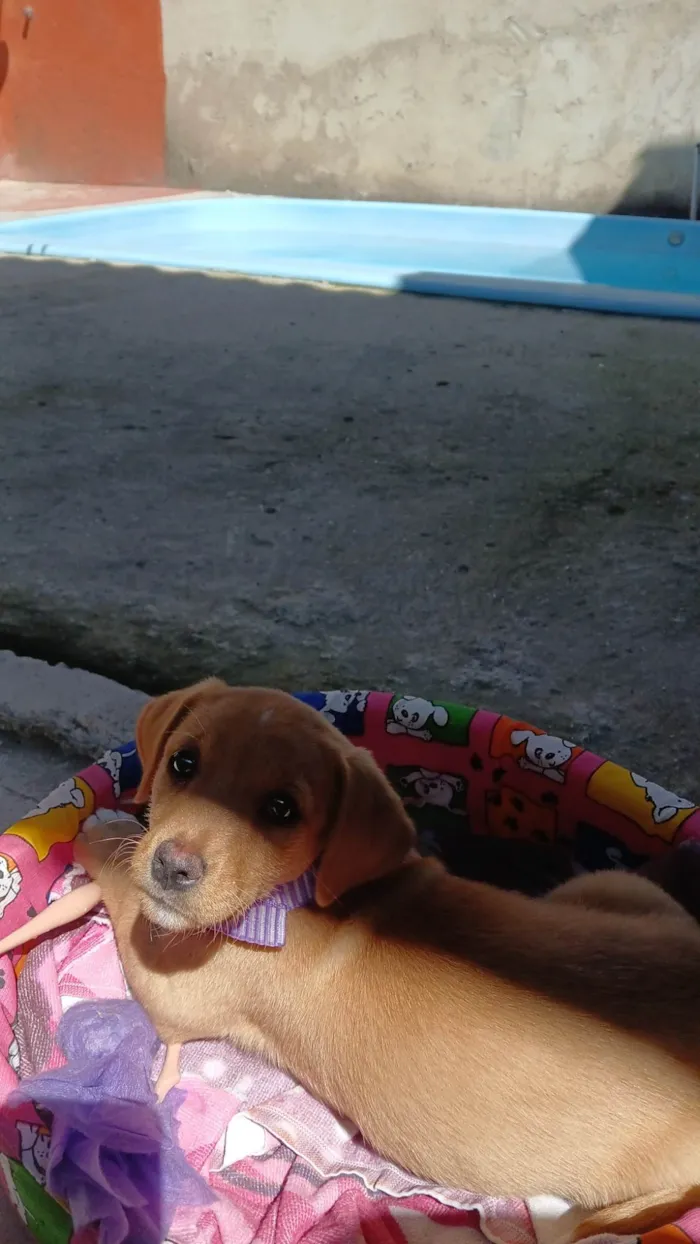 Cachorro ra a Basset-Cofap idade 2 a 6 meses nome Amora