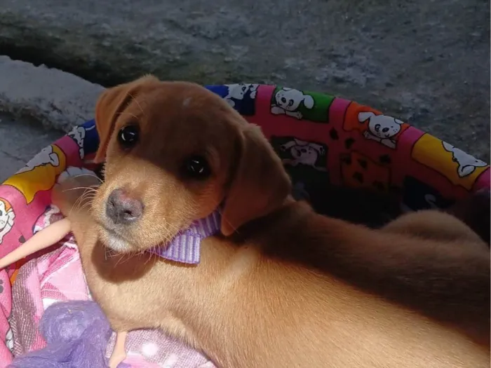 Cachorro ra a Basset-Cofap idade 2 a 6 meses nome Amora