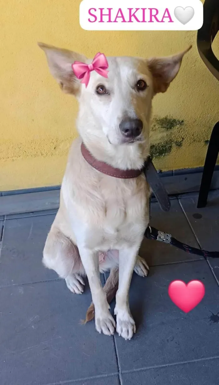 Cachorro ra a SRD-ViraLata idade 1 ano nome SKAKIRA 