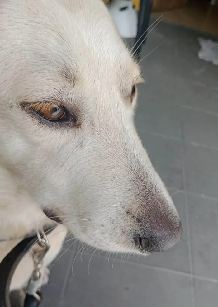 Cachorro ra a SRD-ViraLata idade 1 ano nome SKAKIRA 