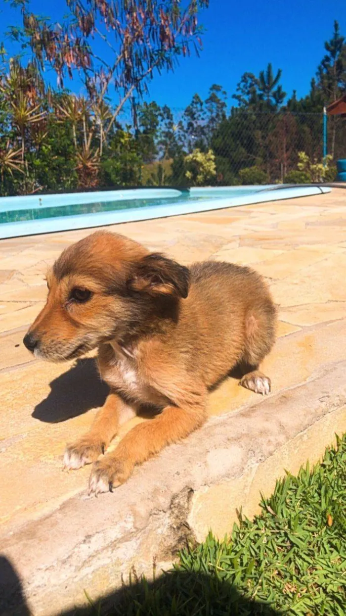 Cachorro ra a SRD-ViraLata idade 2 a 6 meses nome NALA