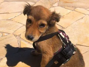 Cachorro raça SRD-ViraLata idade 2 a 6 meses nome NALA