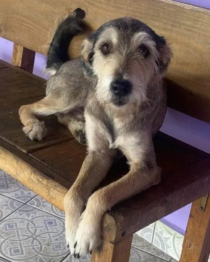 Cachorro ra a SRD-ViraLata idade 1 ano nome Teddy Boy