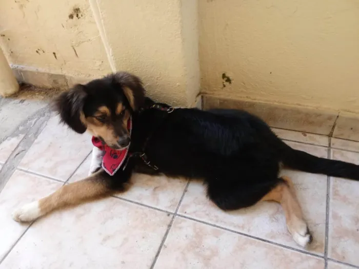 Cachorro ra a SRD-ViraLata idade 1 ano nome S/N