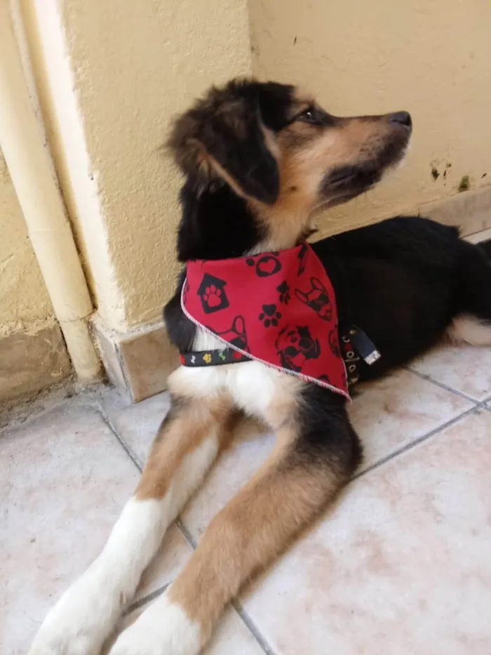 Cachorro ra a SRD-ViraLata idade 1 ano nome S/N