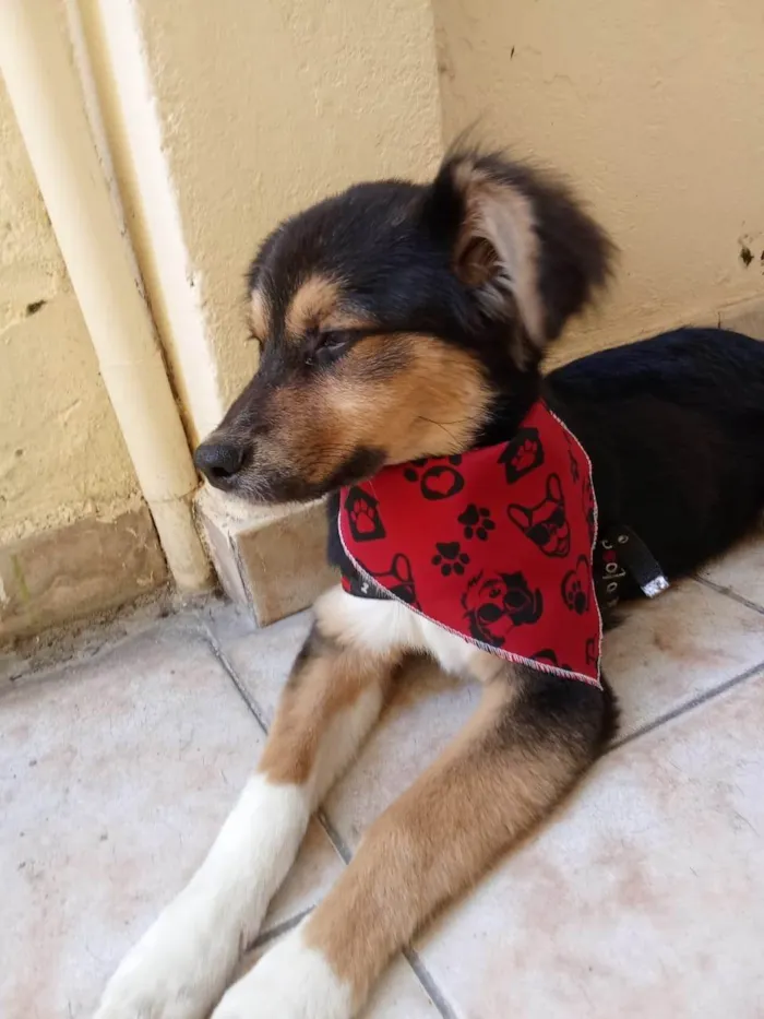 Cachorro ra a SRD-ViraLata idade 1 ano nome S/N