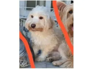 Cachorro raça SRD-ViraLata idade 4 anos nome Nick