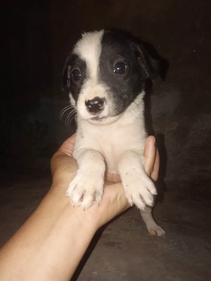 Cachorro ra a SRD-ViraLata idade Abaixo de 2 meses nome Ninico