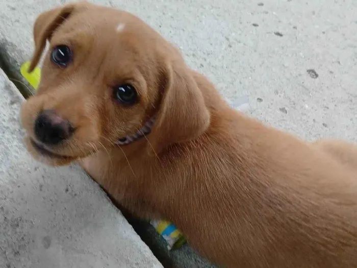 Cachorro ra a Basset-Cofap idade 2 a 6 meses nome Amora