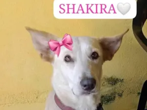 Cachorro raça SRD-ViraLata idade 1 ano nome SKAKIRA 