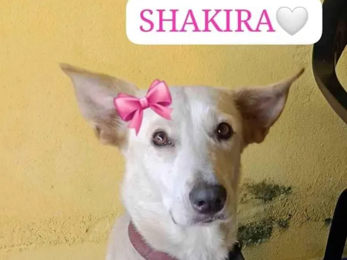 Cachorro ra a SRD-ViraLata idade 1 ano nome SKAKIRA 