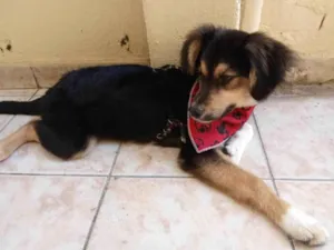 Cachorro raça SRD-ViraLata idade 1 ano nome S/N