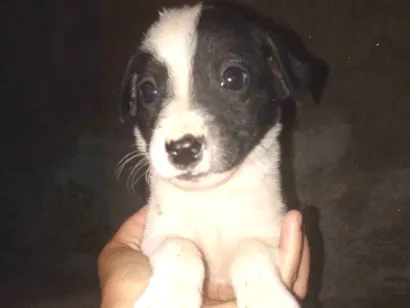 Cachorro raça SRD-ViraLata idade Abaixo de 2 meses nome Ninico