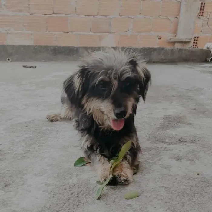 Cachorro ra a SRD-ViraLata idade 2 anos nome Malu