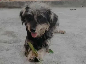 Cachorro raça SRD-ViraLata idade 2 anos nome Malu