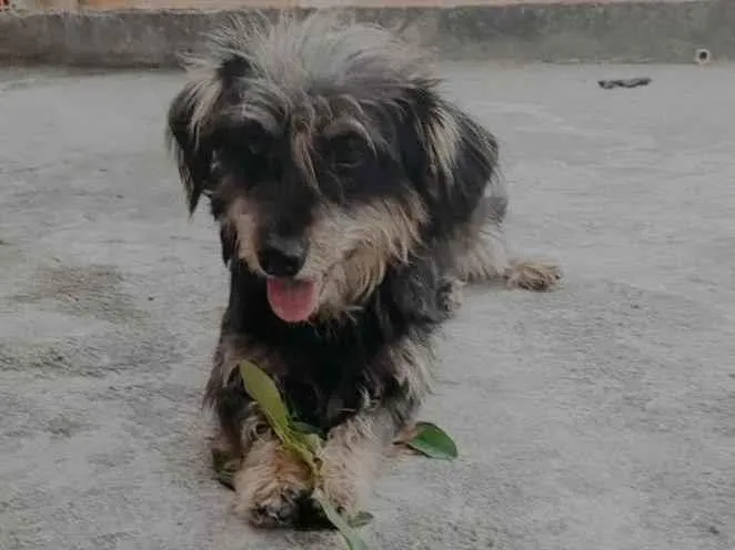 Cachorro ra a SRD-ViraLata idade 2 anos nome Malu