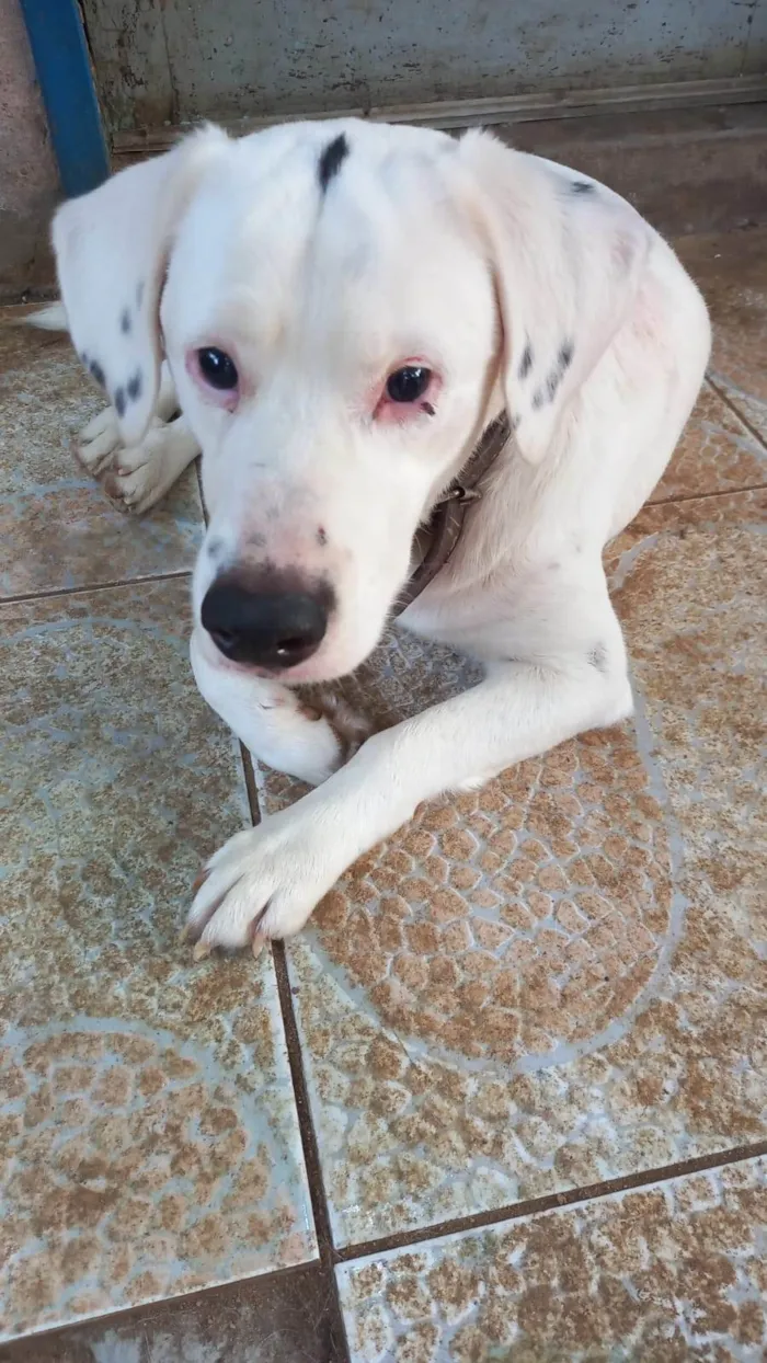 Cachorro ra a SRD-ViraLata idade 1 ano nome Sultão