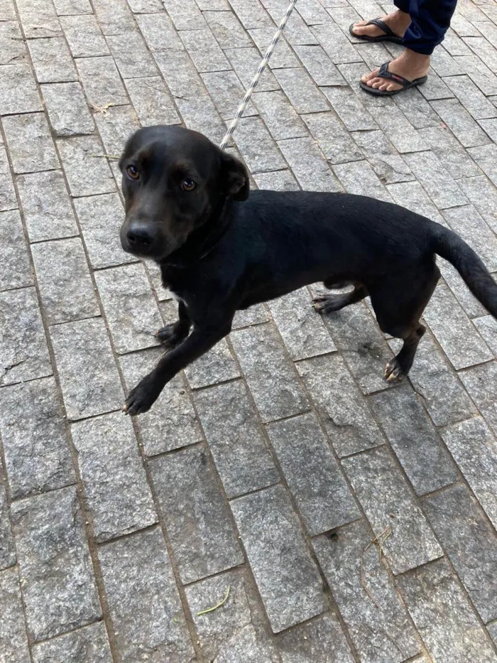 Cachorro ra a SRD-ViraLata idade 1 ano nome Puma