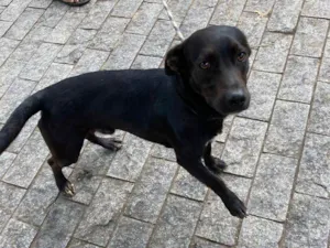 Cachorro raça SRD-ViraLata idade 1 ano nome Puma