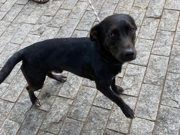 Cachorro ra a SRD-ViraLata idade 1 ano nome Puma