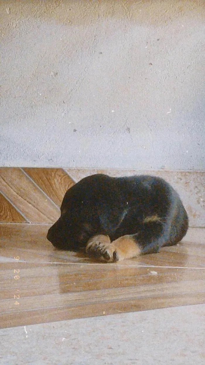 Cachorro ra a SRD-ViraLata idade Abaixo de 2 meses nome Maggie 