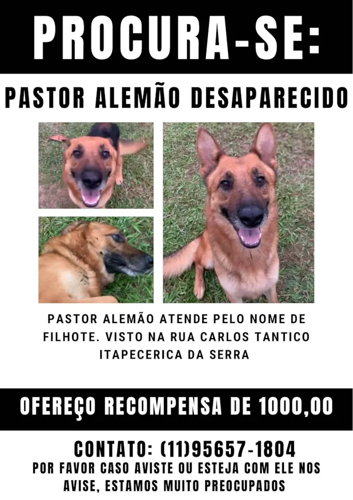 Cachorro ra a Pastor Alemão idade 2 anos nome Filhote 