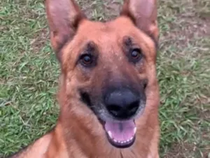 Cachorro raça Pastor Alemão idade 2 anos nome Filhote 