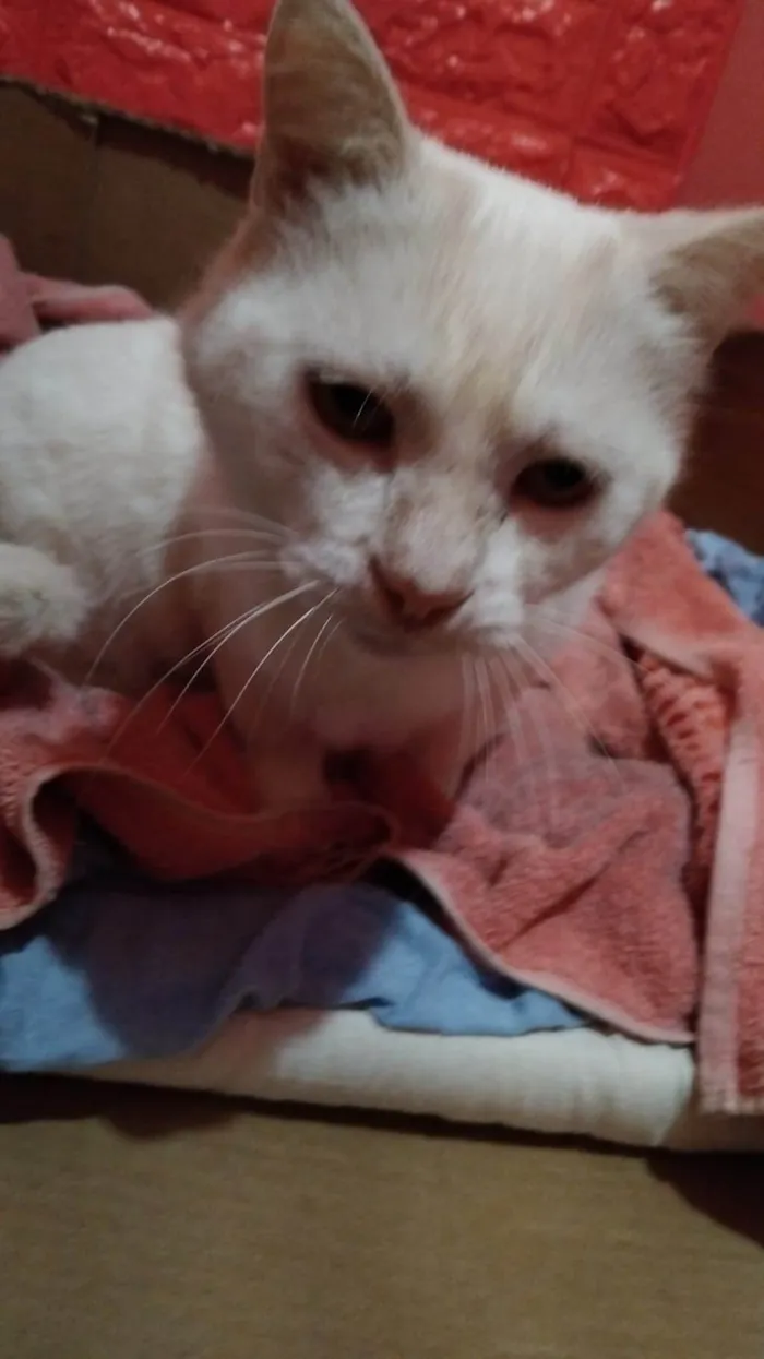 Gato ra a SRD-ViraLata idade 3 anos nome BRANCA (Fiv+)