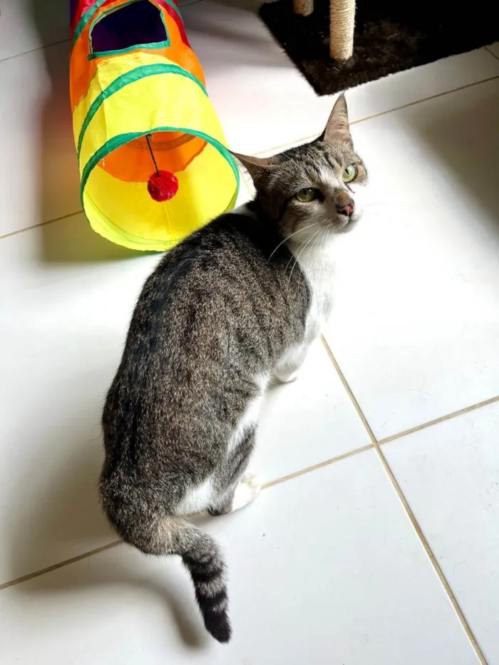 Gato ra a SRD-ViraLata idade 2 anos nome BENTO