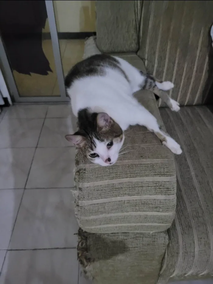 Gato ra a SRD-ViraLata idade 6 ou mais anos nome Nalla