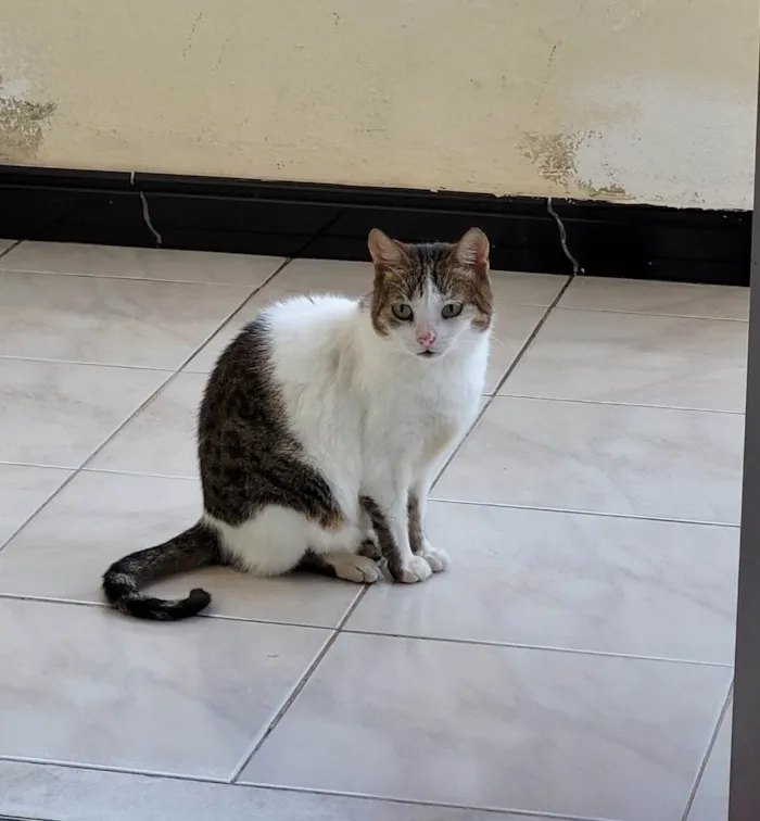 Gato ra a SRD-ViraLata idade 6 ou mais anos nome Nalla