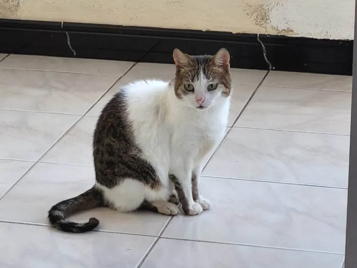 Gato ra a SRD-ViraLata idade 6 ou mais anos nome Nalla