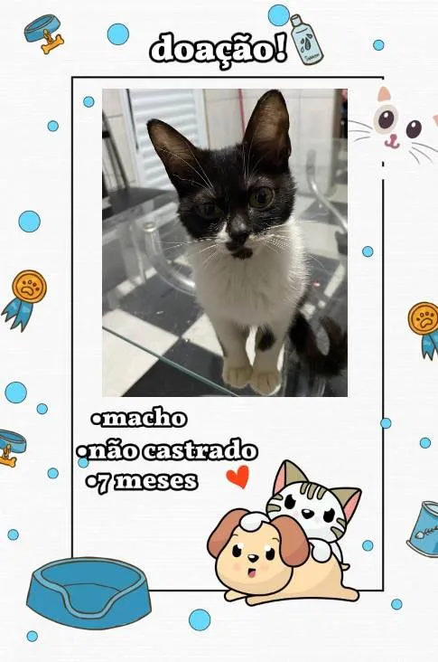 Gato ra a SRD-ViraLata idade 7 a 11 meses nome Sem nome definido dos gatinhos.