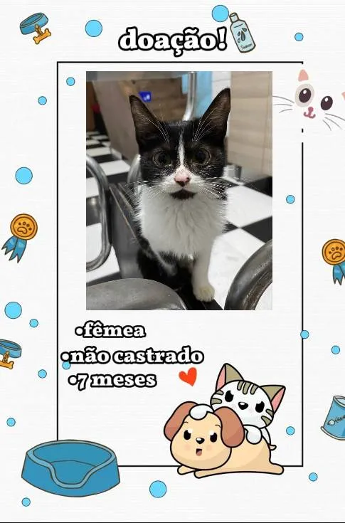 Gato ra a SRD-ViraLata idade 7 a 11 meses nome Sem nome definido dos gatinhos.