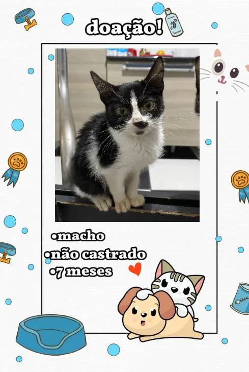 Gato ra a SRD-ViraLata idade 7 a 11 meses nome Sem nome definido dos gatinhos.